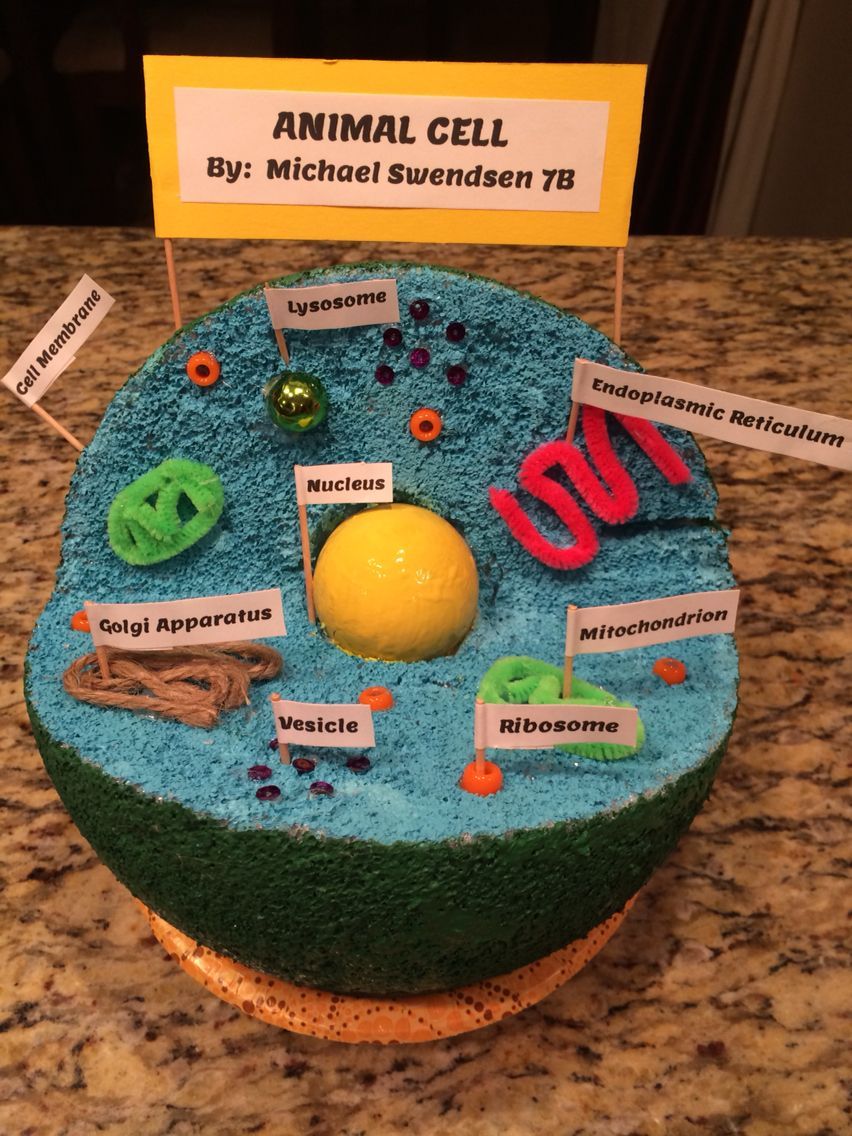 852x1136 Animal Cell Diagram Project - Cell Membrane Drawing Project