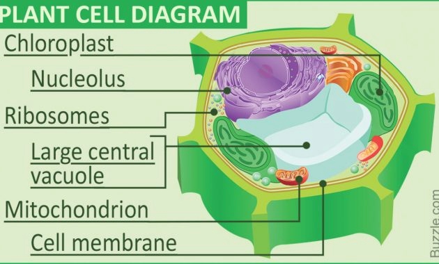 Cell Membrane Drawing Project at PaintingValley.com | Explore ...