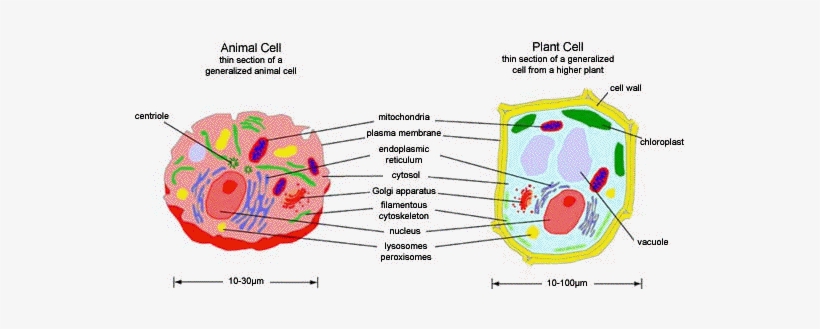820x329 Animal Cell Model Diagram Project Parts Structure Labeled - Cell Membrane Drawing Project