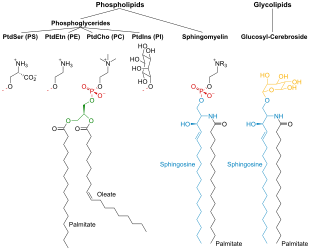 310x250 Cell Membrane - Cell Membrane Transport Drawing Project