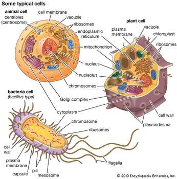 346x350 Cell Membrane Biology - Cell Membrane Transport Drawing Project