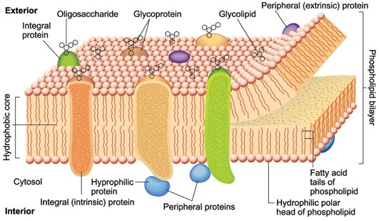 Cell Membrane Transport Drawing Project at PaintingValley.com | Explore ...