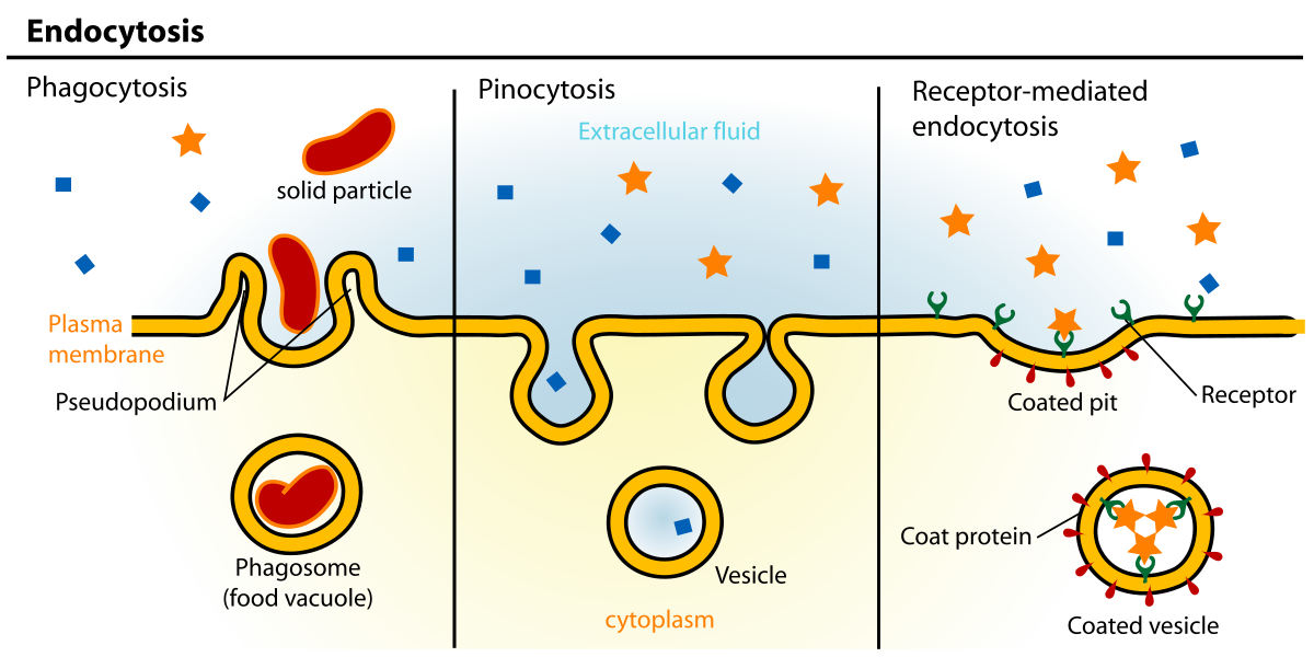 1200x600 Endocytosis - Cell Membrane Transport Drawing Project