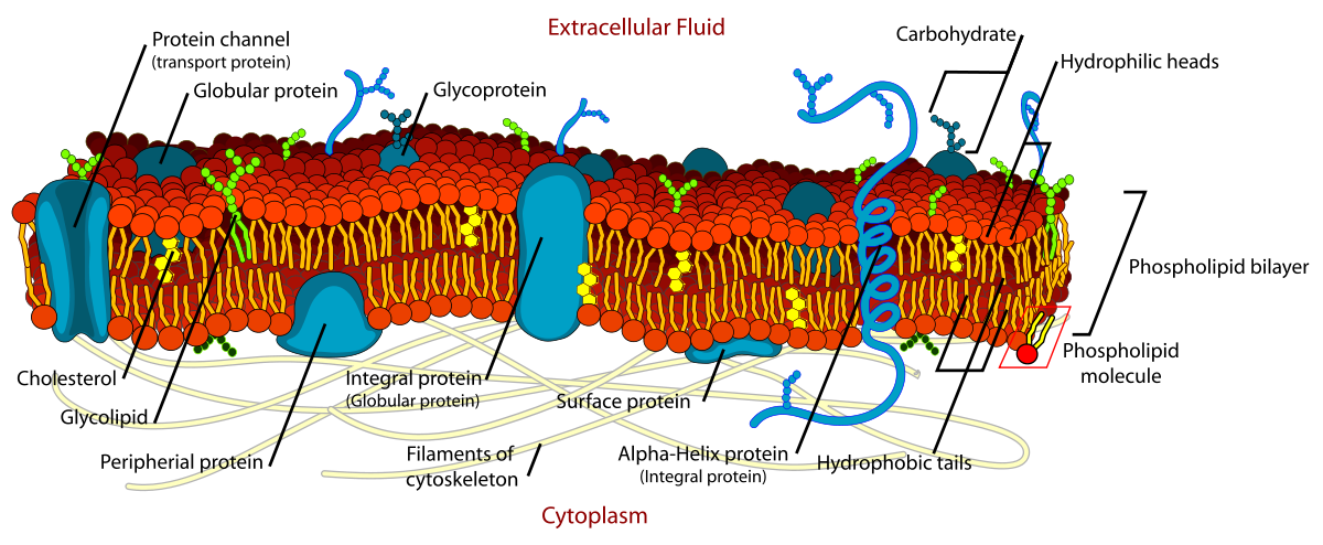 1200x494 Fluid Mosaic Model - Cell Membrane Transport Drawing Project