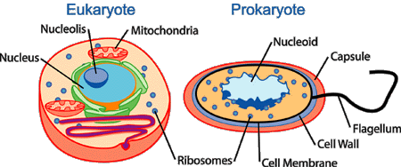 450x188 Human Physiologycell Physiology - Cell Membrane Transport Drawing Project