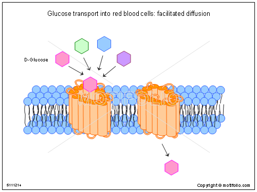 500x375 Molecular Cell Biology Illustrations For Presentations - Cell Membrane Transport Drawing Project
