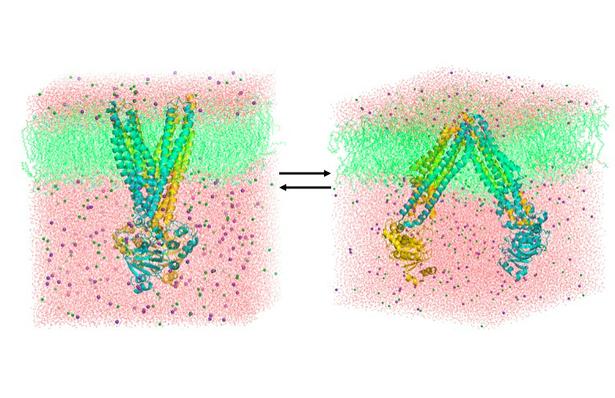 615x398 Structural Dynamics Of Abc Transporter Membrane Protein - Cell Membrane Transport Drawing Project