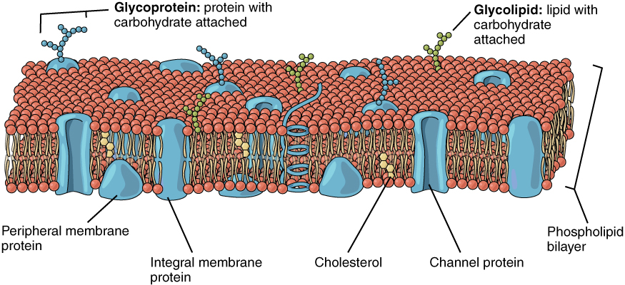 875x400 The Cell Membrane Anatomy And Physiology I - Cell Membrane Transport Drawing Project