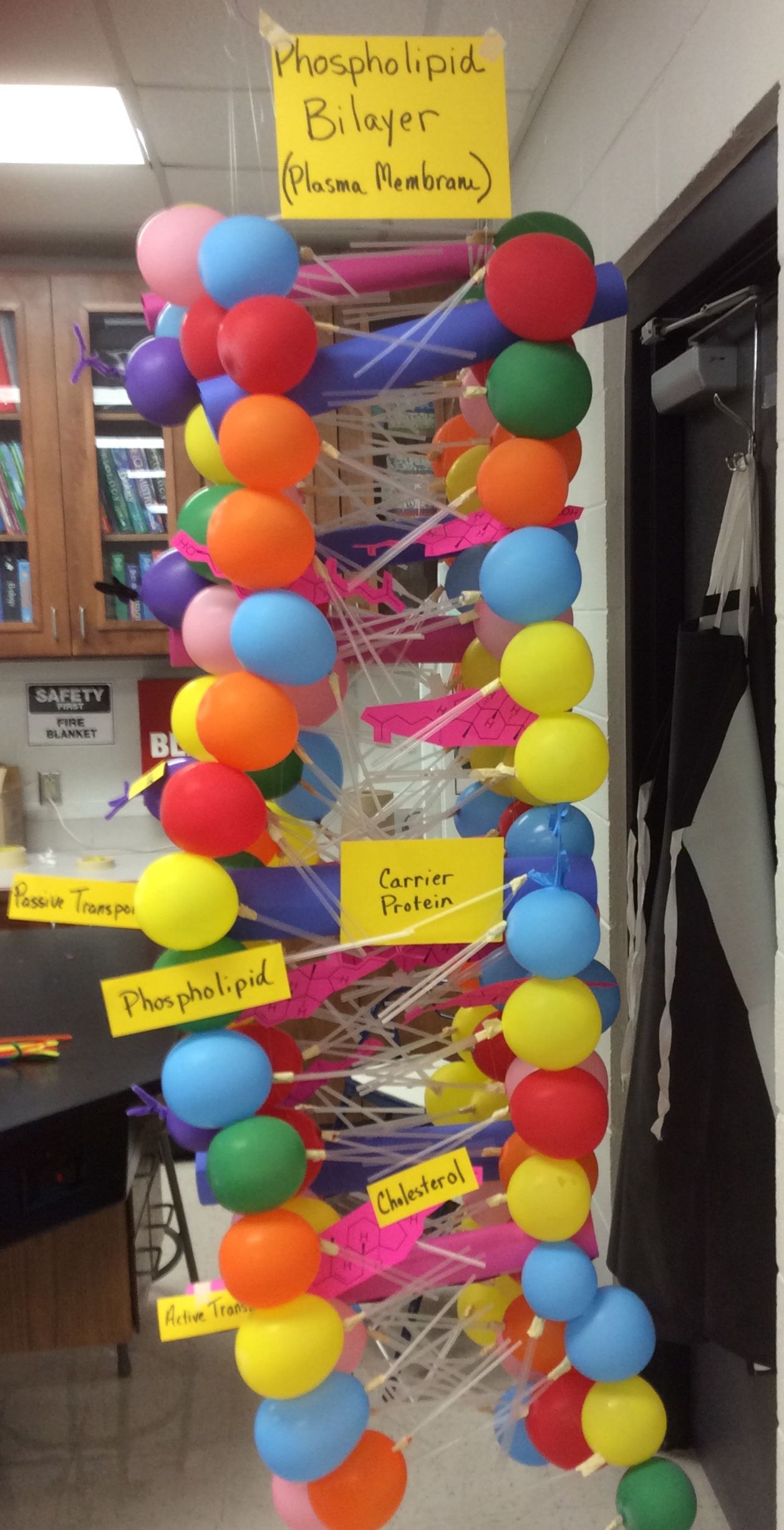 1257x2452 This Is A Class Project We Did To Learn About The Plasma Membrane - Cell Membrane Transport Drawing Project