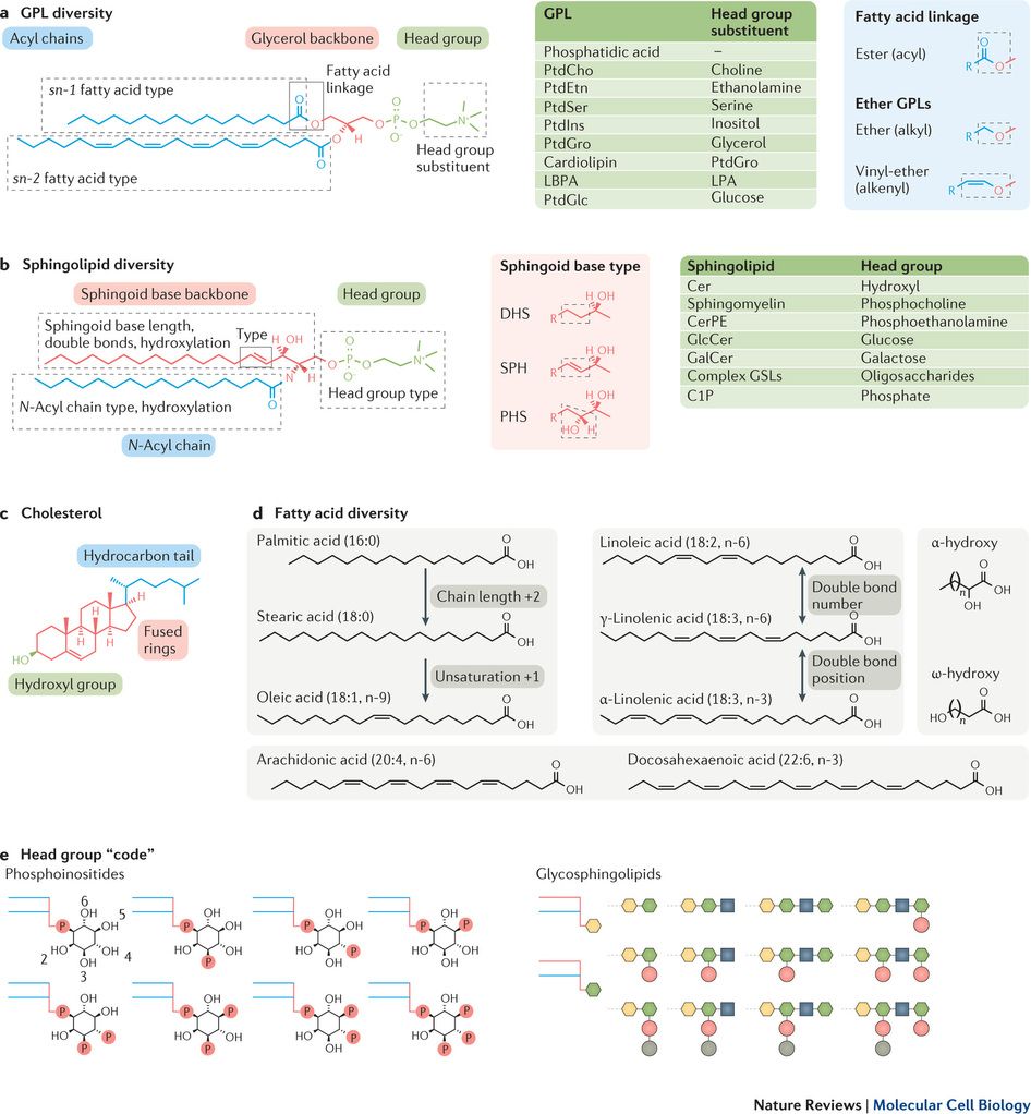 946x1022 Understanding The Diversity Of Membrane Lipid Composition Nature - Cell Membrane Transport Drawing Project