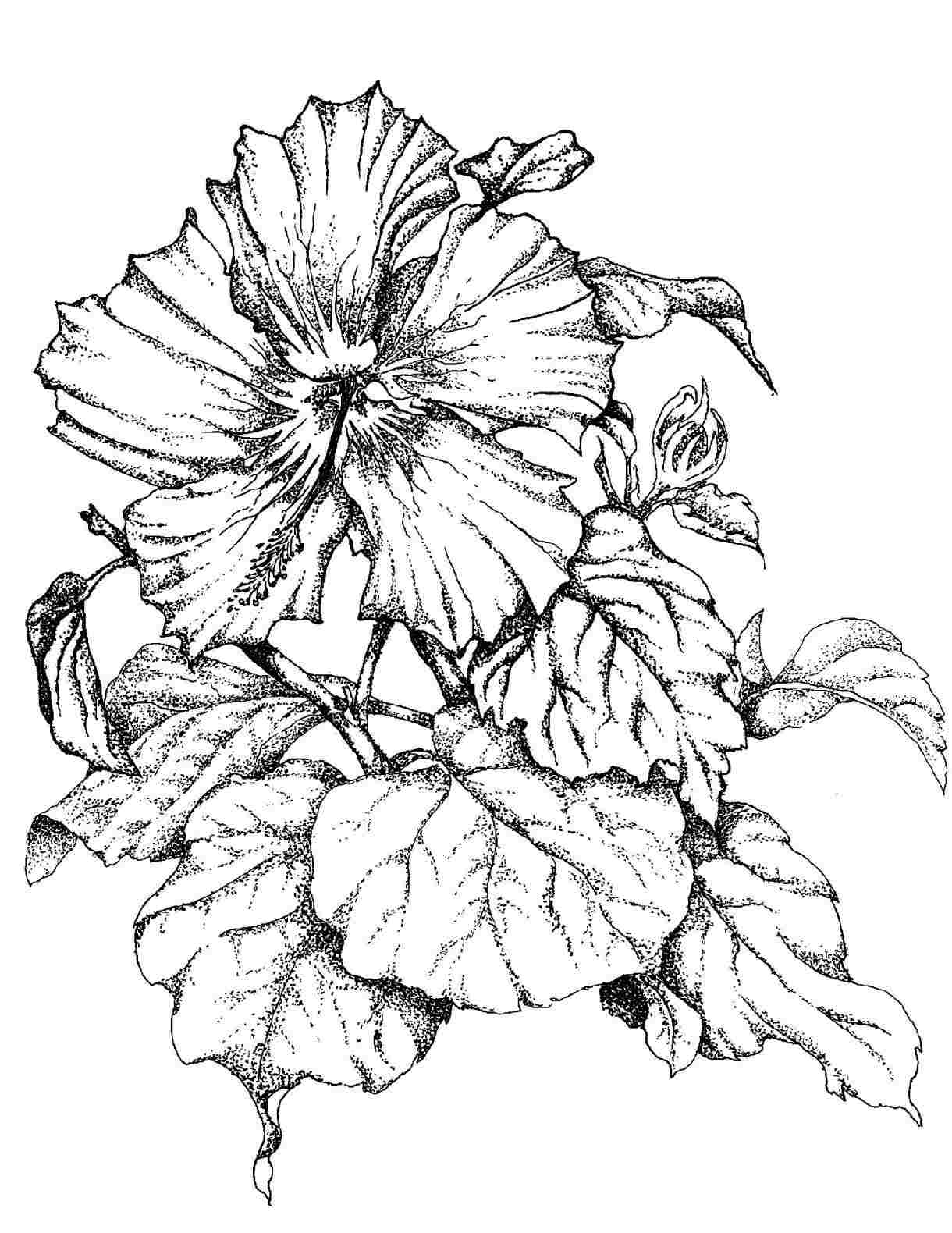 1220x1580 Pencil Flower And Cellar Image Avorcorcomrhavorcorcom Pencil - Cellar Drawing