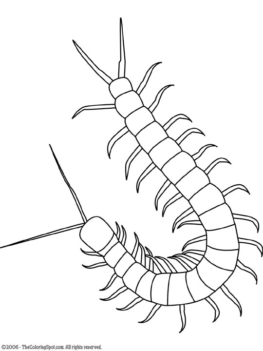 540x720 Centipede Drawing Free Download - Centipede Drawing