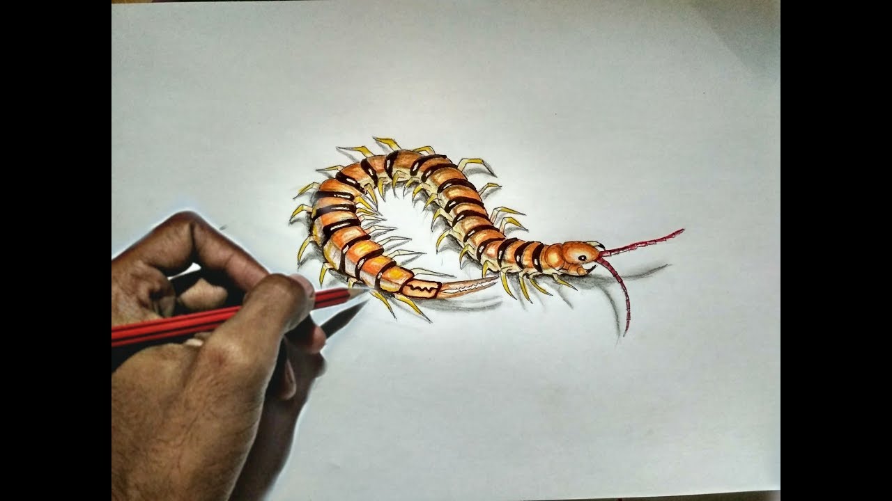 Centipede Drawing at PaintingValley.com | Explore collection of