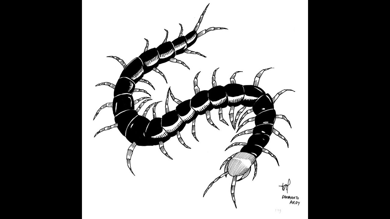 Centipede перевод. Centipede Sketch. Centipede logo. Centipede illustration.