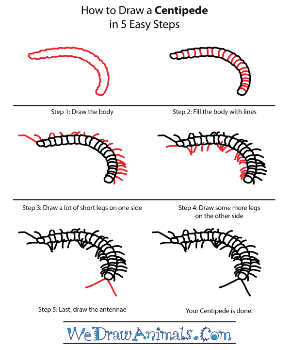 600x721 How To Draw A Centipede - Centipede Drawing