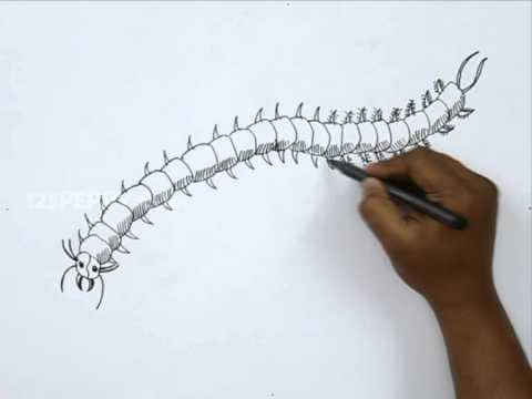 480x360 How To Draw A Centipede - Centipede Drawing
