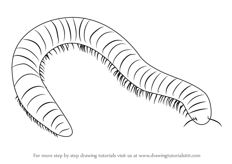 Как нарисовать сколопендру карандашом поэтапно