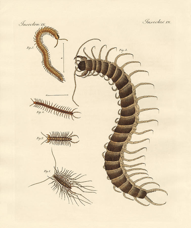 754x900 Peculiar Insects Drawing - Centipede Drawing
