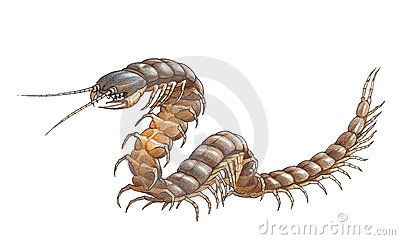 400x240 Giant Centipede Drawing - Centipede Drawing