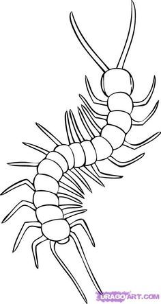 236x443 How To Draw A Centipede Step A Pencil Magic Drawings - Centipede Drawing