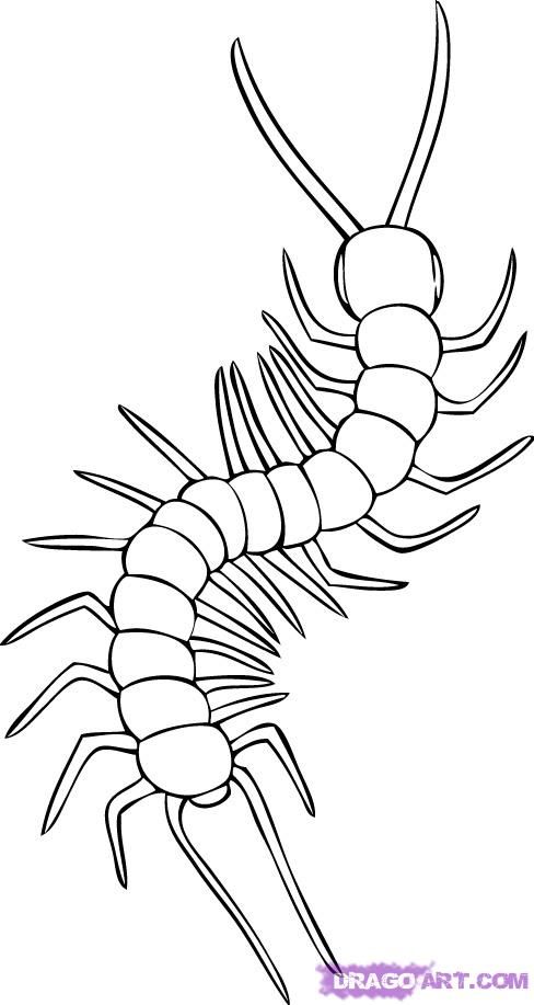 488x917 How To Draw A Centipede Step Clip Art In Drawings - Centipede Drawing