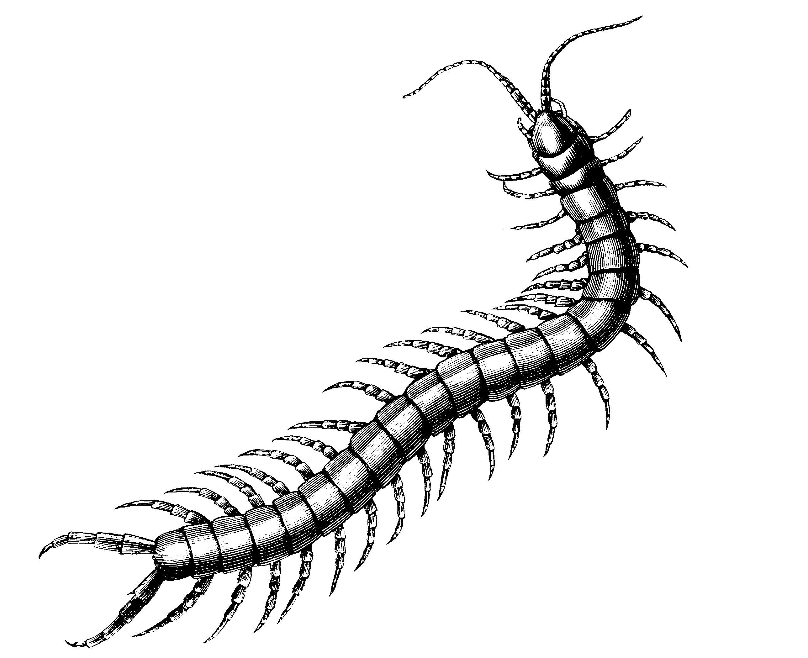 Centipede Drawing at PaintingValley.com | Explore collection of