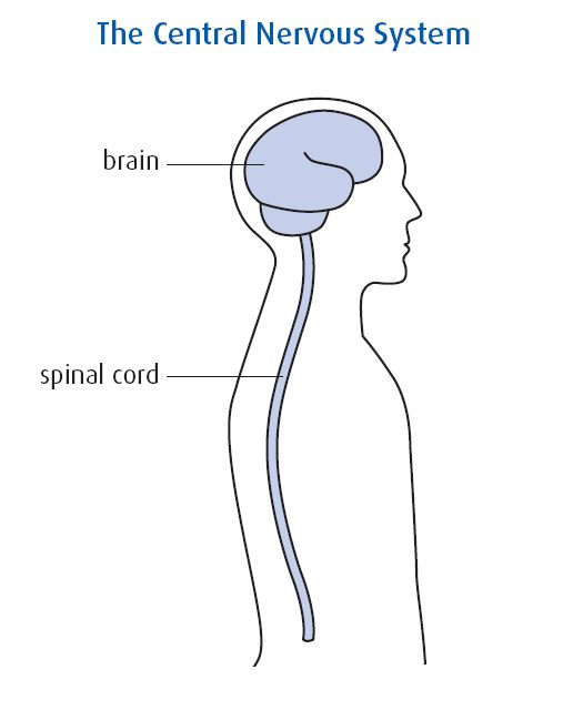 525x640 central nervous system - Central Nervous System Drawing