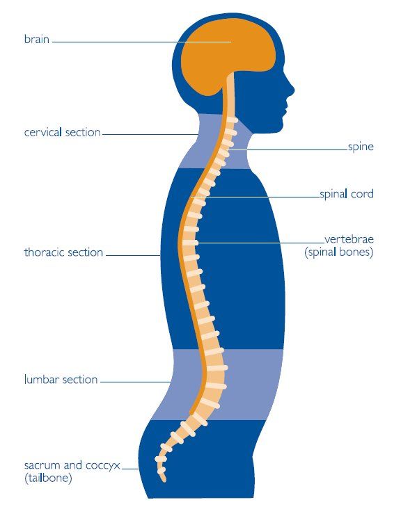 576x732 diagram of the central nervous system nervous system central - Central Nervous System Drawing
