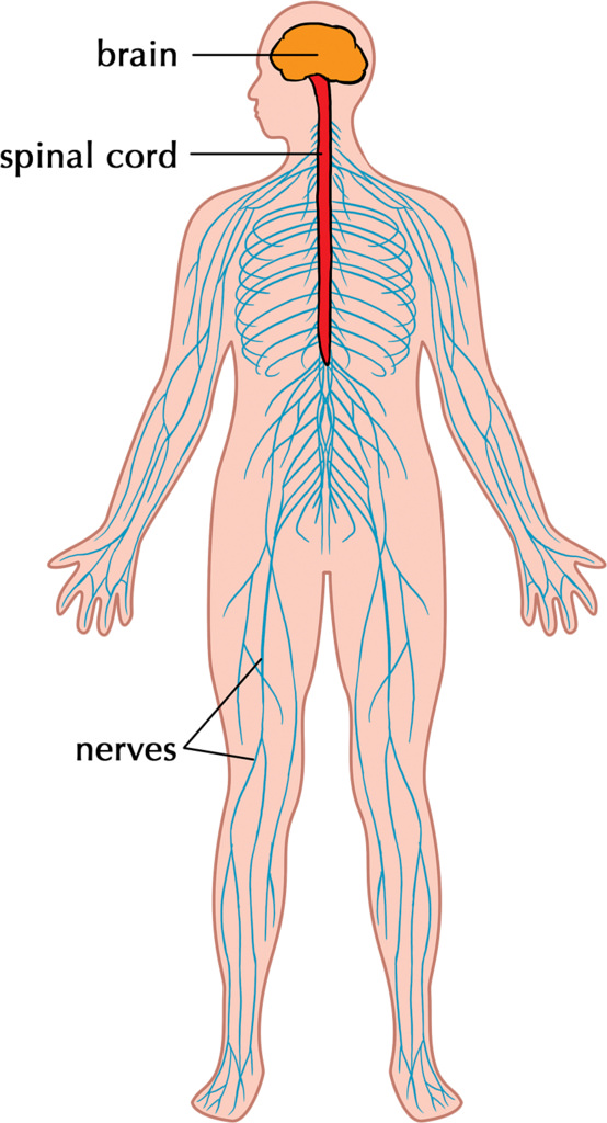 554x1024 how the peripheral nervous system influences recovery after training - Central Nervous System Drawing