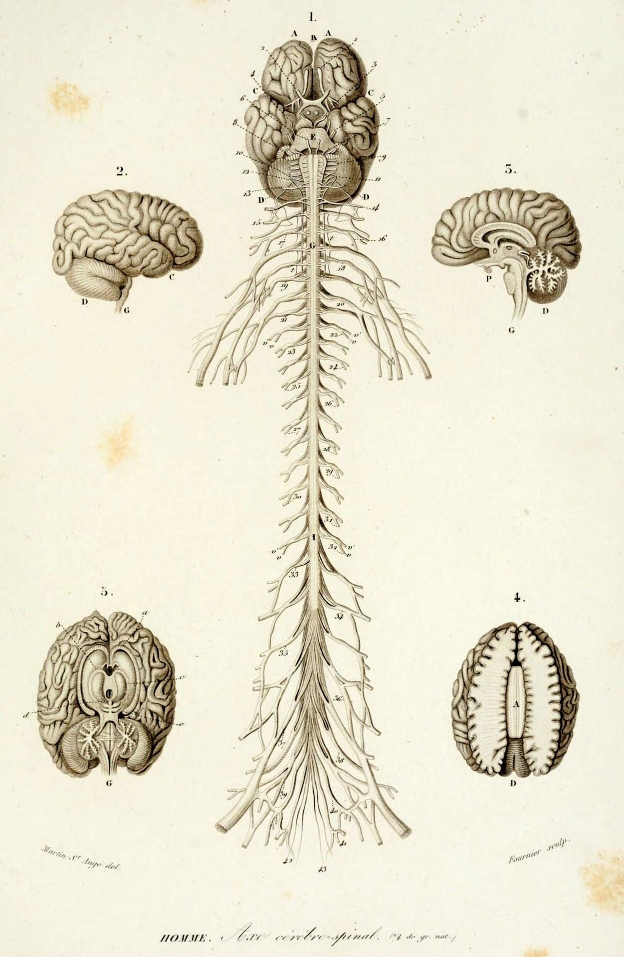 Central Nervous System Drawing at PaintingValley.com | Explore collection of Central Nervous ...