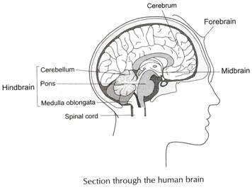 356x268 human nervous system function and types - Central Nervous System Drawing