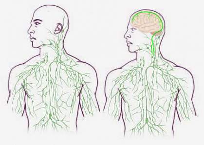 419x298 lymphatic vessels discovered in central nervous system national - Central Nervous System Drawing