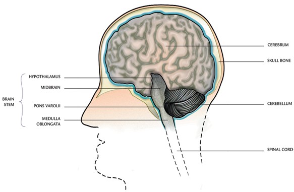 583x381 nervous system diagrams, functions, structure central nervous - Central Nervous System Drawing