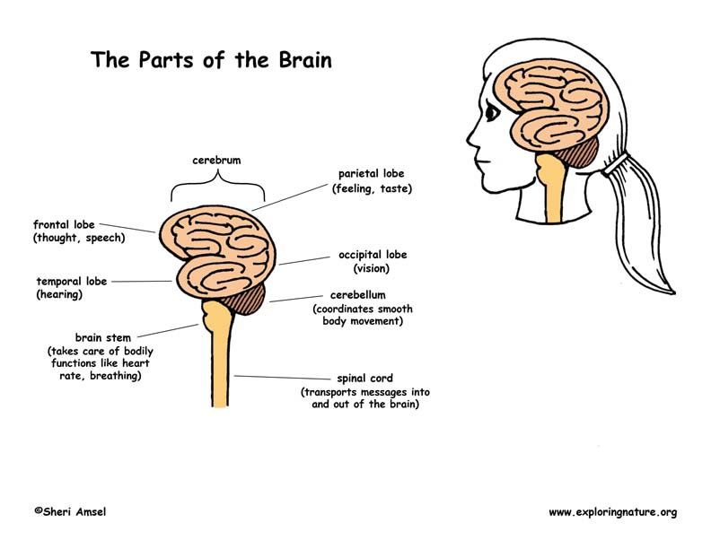 792x612 nervous system parts - Central Nervous System Drawing