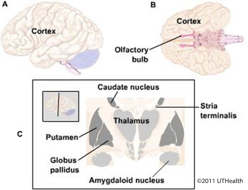 490x376 neuroanatomy online an open access electronic laboratory - Central Nervous System Drawing
