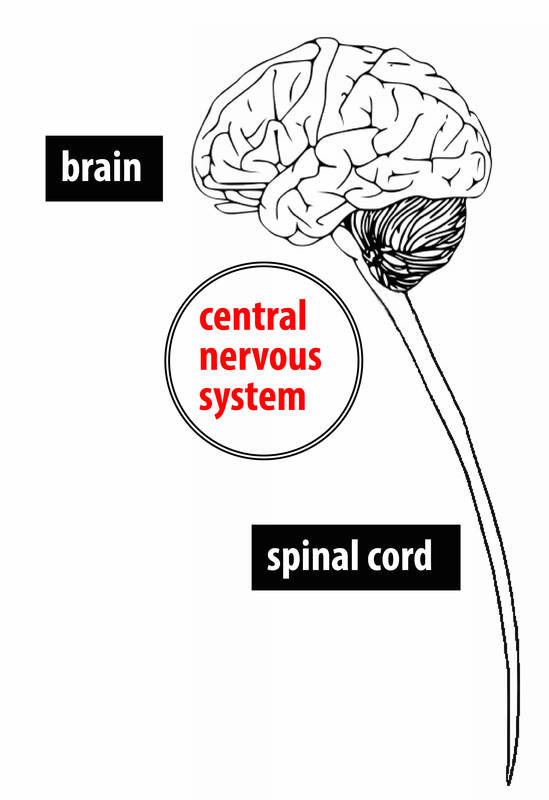 549x800 the brain and nervous system noba - Central Nervous System Drawing
