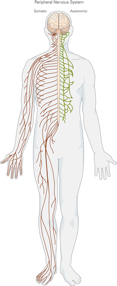 Central Nervous System Drawing at PaintingValley.com | Explore ...