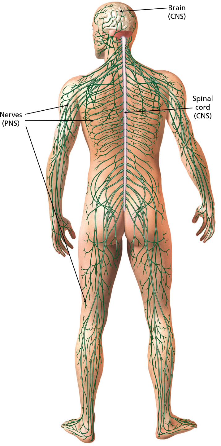 714x1439 the peripheral nervous system nerves on the edge - Central Nervous System Drawing