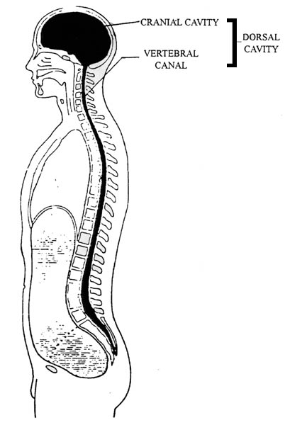 402x600 whether a spinal nerve enters into plexus formation or retains - Central Nervous System Drawing