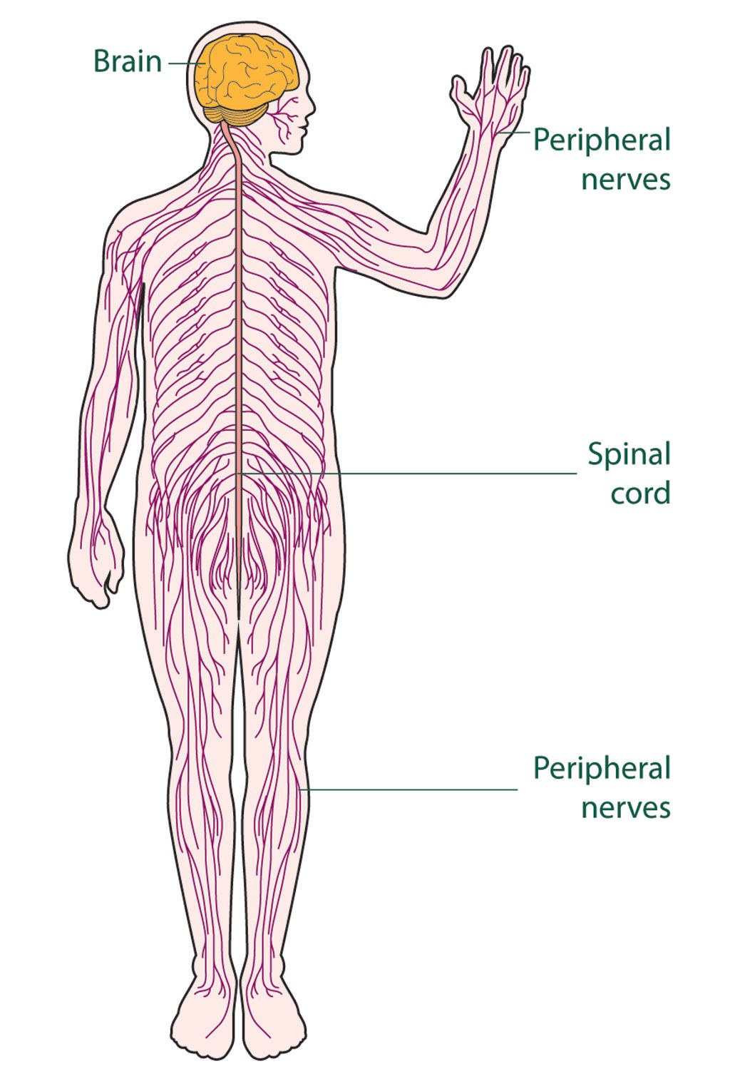 1024x1506 diagram of the nervous system for kids nervous system nervous - Central Nervous System Drawing