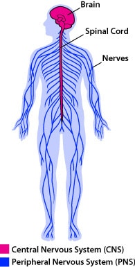 195x385 nervous system anatomy - Central Nervous System Drawing