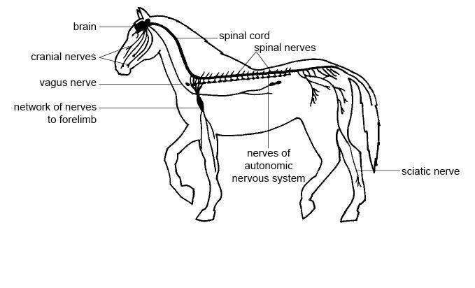 679x412 anatomy and physiology of animalsnervous system - Central Nervous System Drawing