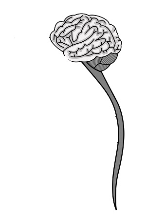 300x459 central nervous system definition, function parts - Central Nervous System Drawing