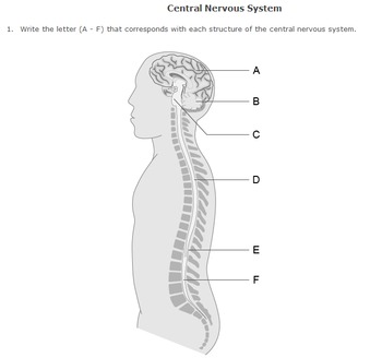 350x328 central nervous system diagram - Central Nervous System Drawing