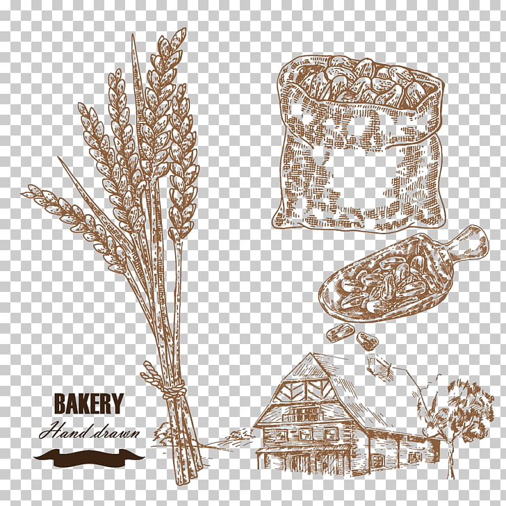 728x728 drawing wheat cereal illustration, wheat farm illustration png - Cereal Drawing