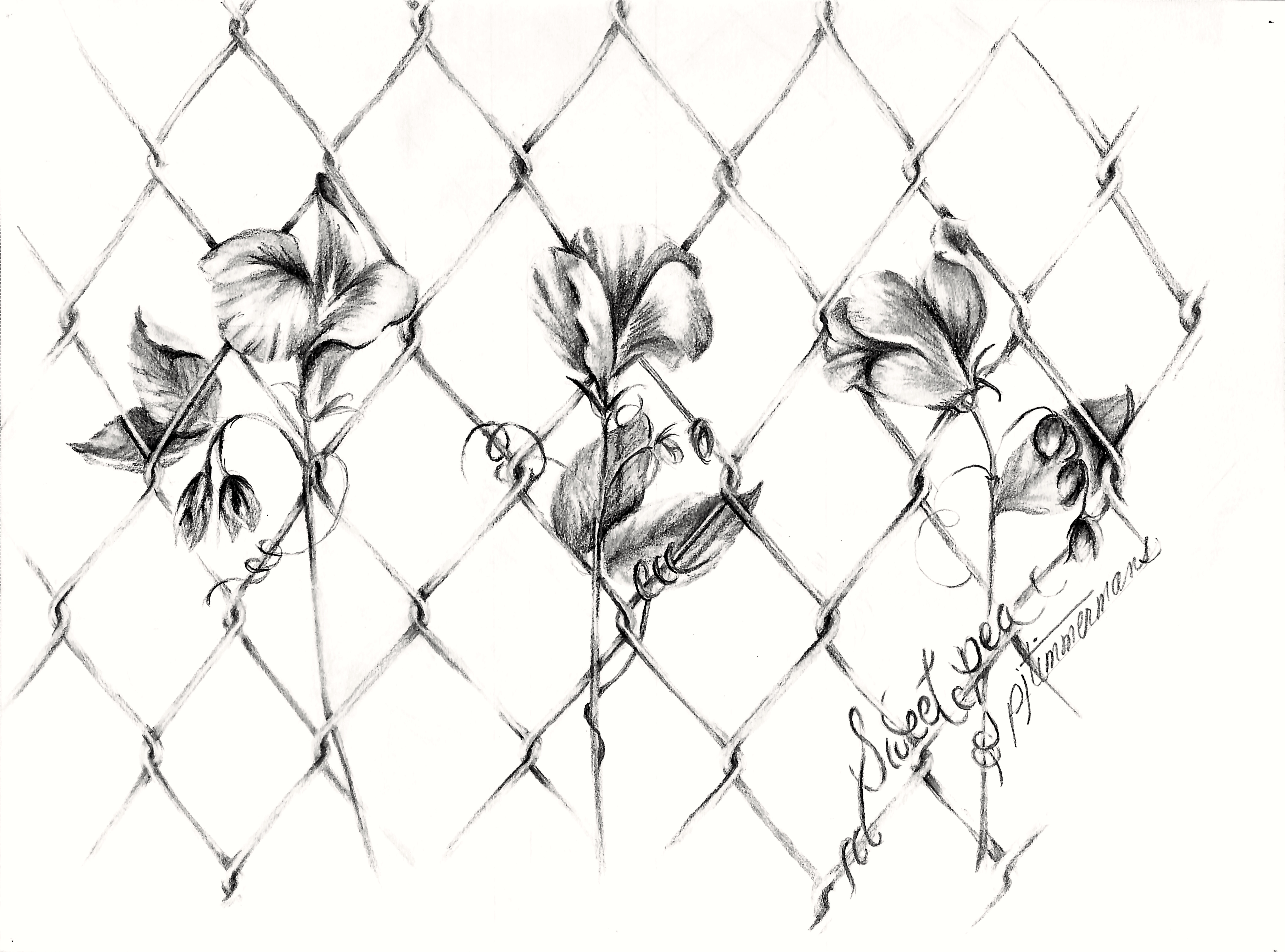 7250x5372 Drawing Chain Link Fence - Chain Link Drawing