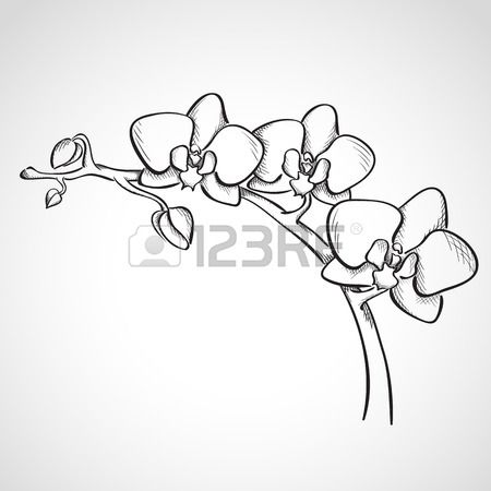 450x450 Sketch Orchid Branch, Hand Drawn, Ink Style In Design - Chalk Line Drawing