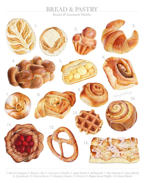 570x726 bread pastry varieties limited edition food illustration - Challah Drawing
