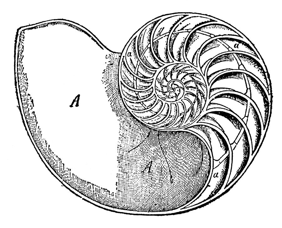 900x729 Chambered Nautilus Photograph - Chambered Nautilus Drawing
