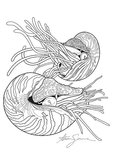 376x550 Chambered Nautilus Posters - Chambered Nautilus Drawing